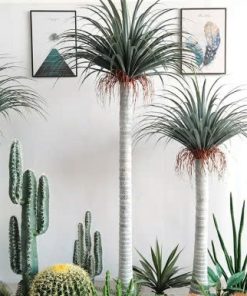 Cây giả cọ Yucca huyết rồng