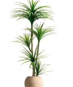 Cây huyết rồng nhánh nhỏ