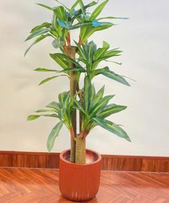 Cây thiết mộc lan trang trí