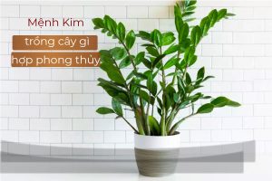 Mệnh Kim trồng cây gì hợp phong thuỷ