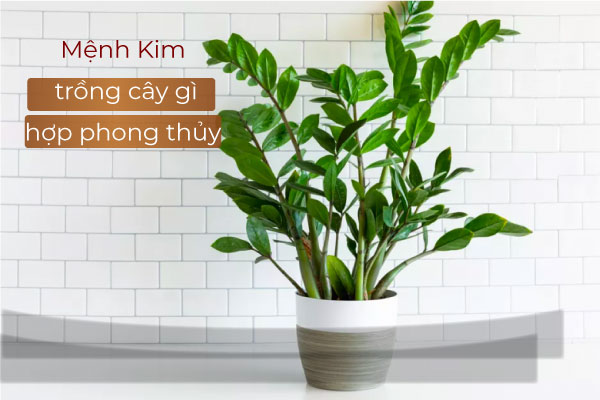 Mệnh Kim trồng cây gì hợp phong thuỷ