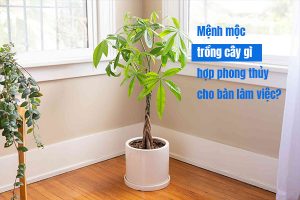 Mệnh mộc trồng cây gì hợp phong thủy cho bàn làm việc