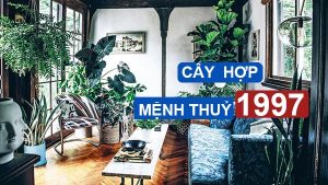 Cây hợp mệnh Thủy 1997