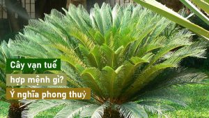 Cây vạn tuế hợp mệnh gì